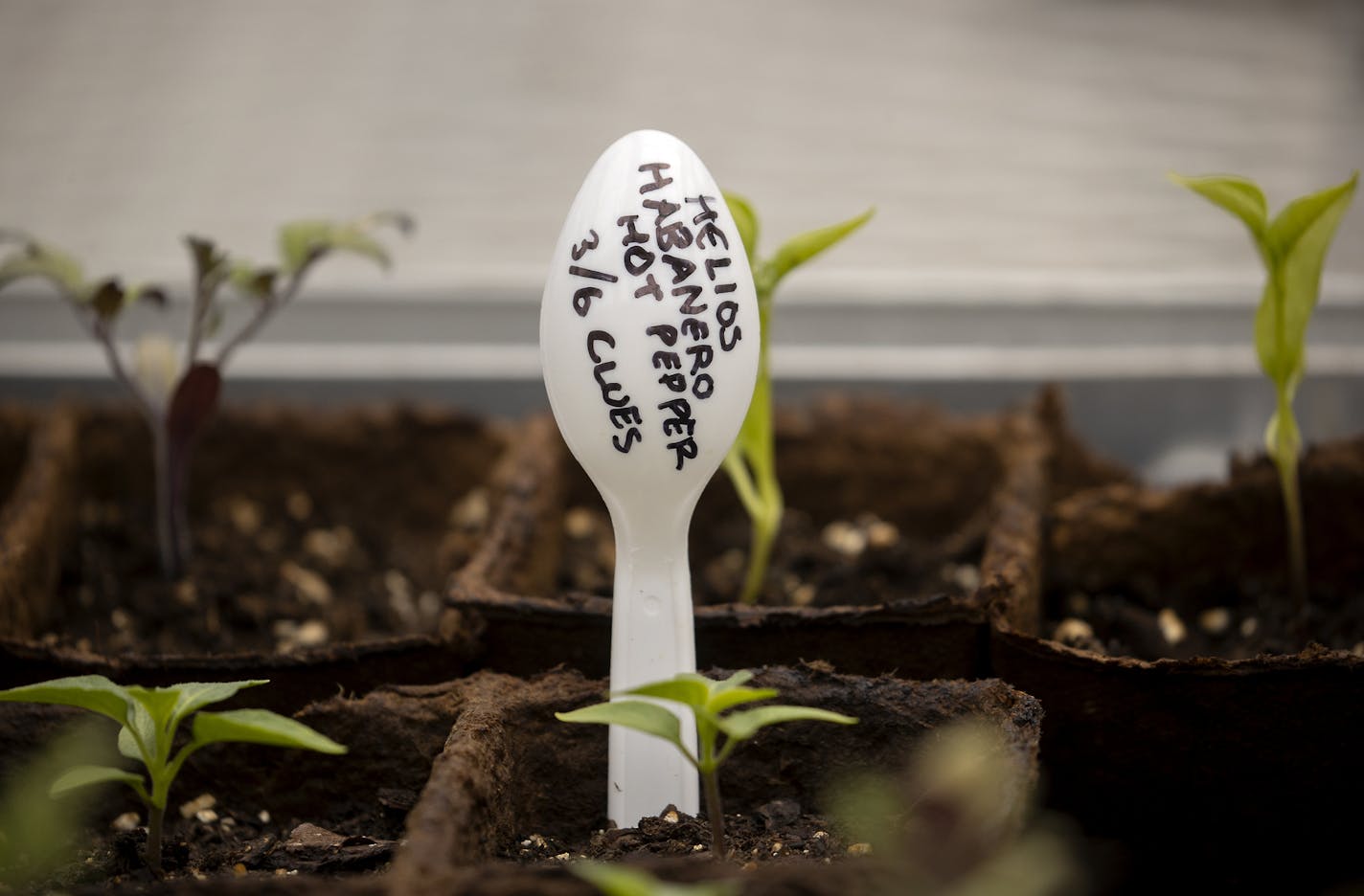 Students will study how the work affects the volunteers, and give the food to neighbors.