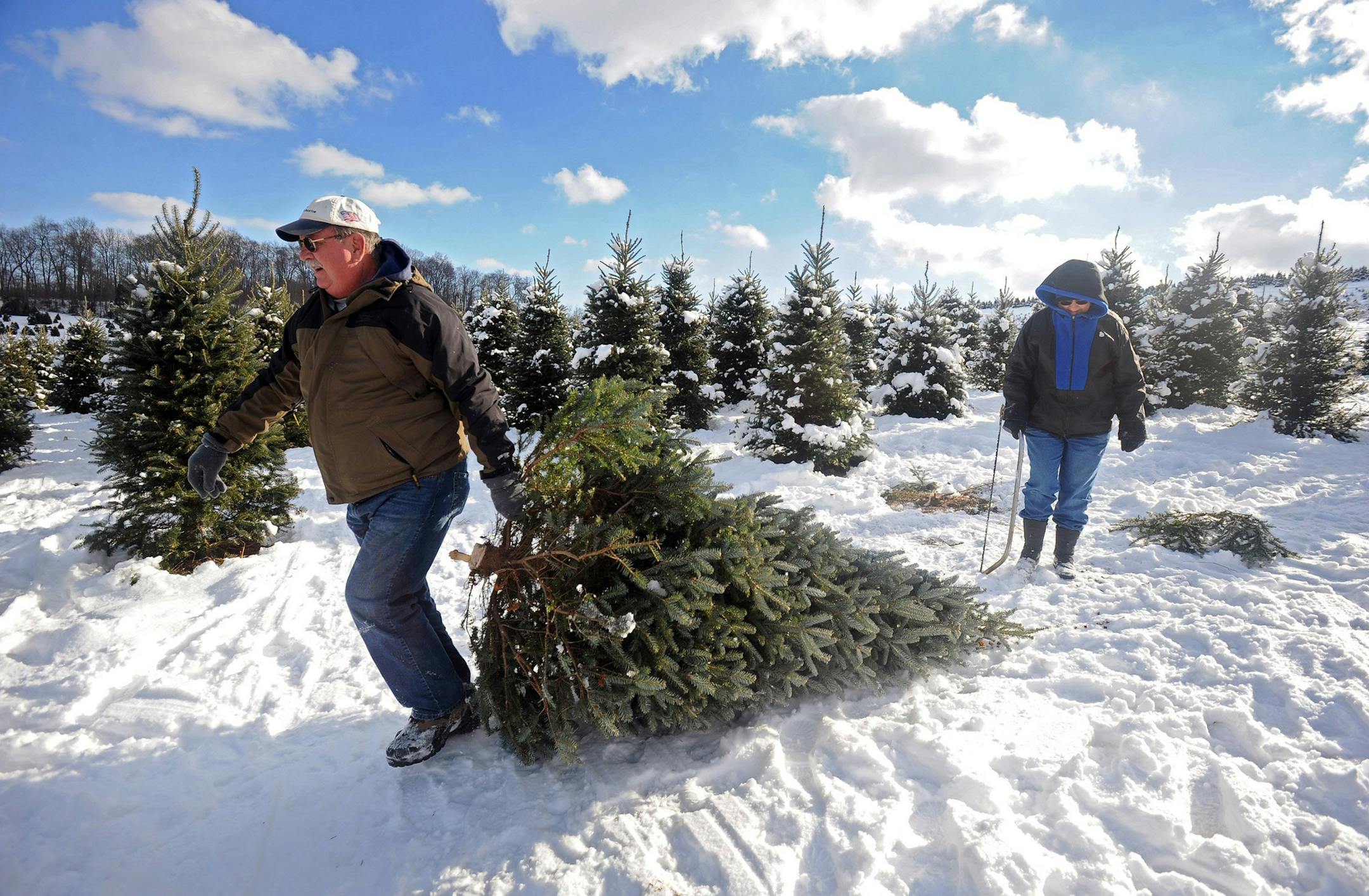 Mike and Flo Bukosky drag the tree they selected at Jarrettsville Nurseries in Street, MD, on Dec. 12, 2013. (Kenneth K. Lam/Baltimore Sun/MCT) ORG XMIT: 1146726