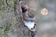 A squirrel tried to stay warm and dry in a hollowed-out tree in Minneapolis’ Loring Park in 2018.
