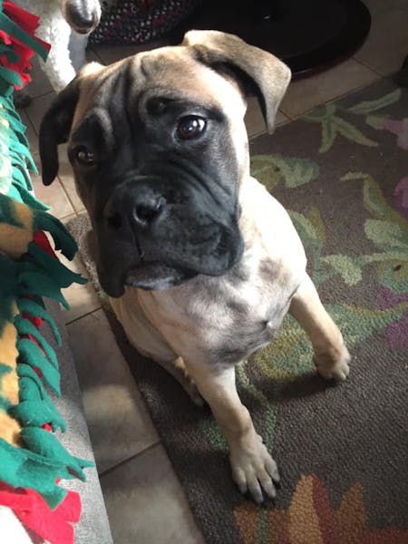 Kua, a tan bullmastiff, was inside a car stolen Jan. 17 from the 1700 block of W. James Avenue in St. Paul. The dog has not been found. St. Paul polic