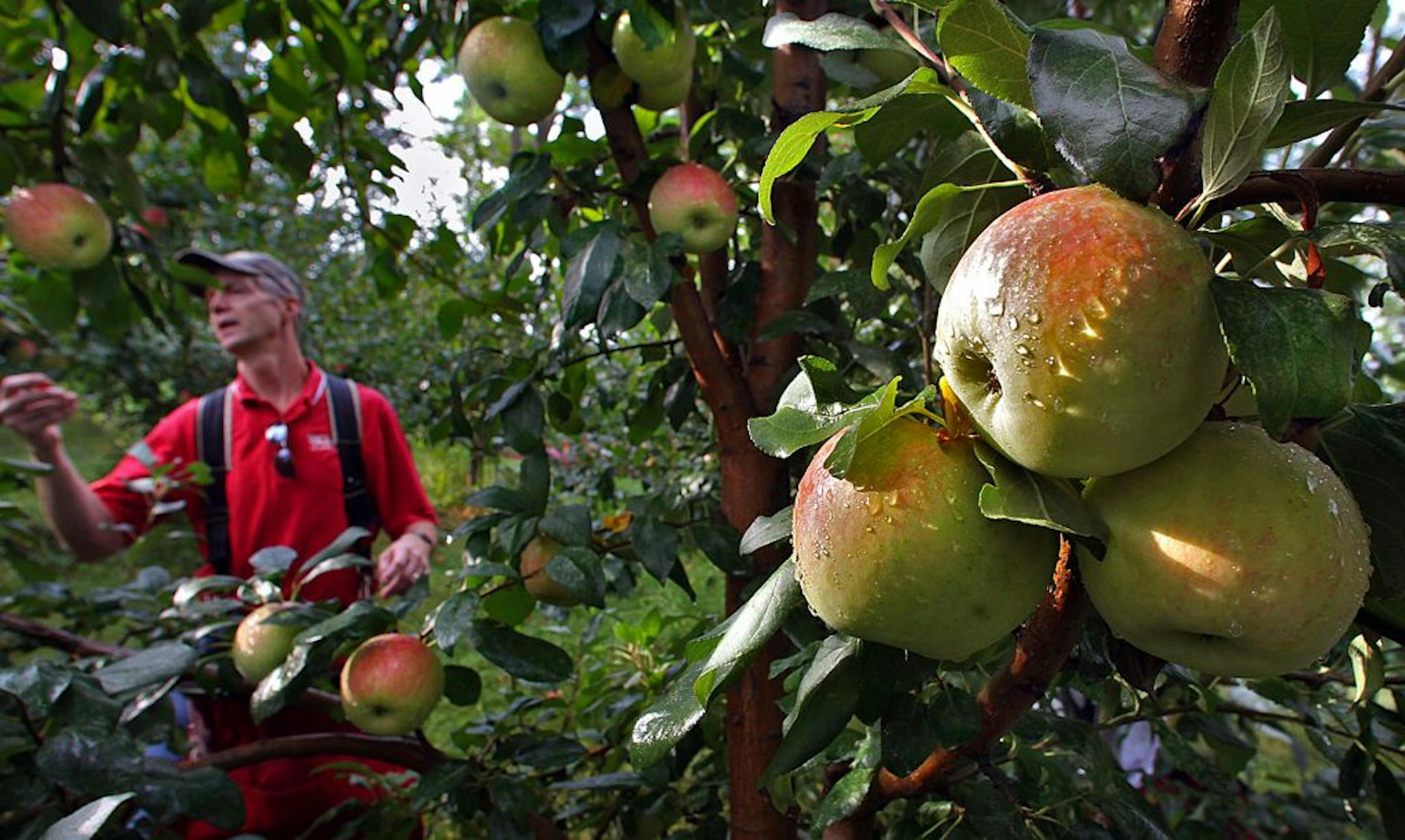 Scott Wardell harvested Zestar! apples at the Montgomery Orchard, which he co-owns with his wife, Barb. The orchard, on Hwy. 99 in Montgomery, Minn., lets visitors pick their own apples, walk a nature trail or corn maze, and watch cidermaking. This year's harvest is expected to be better than last year's.