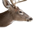 Two men were accidently shot in separate incidents during the youth firearms deer season.