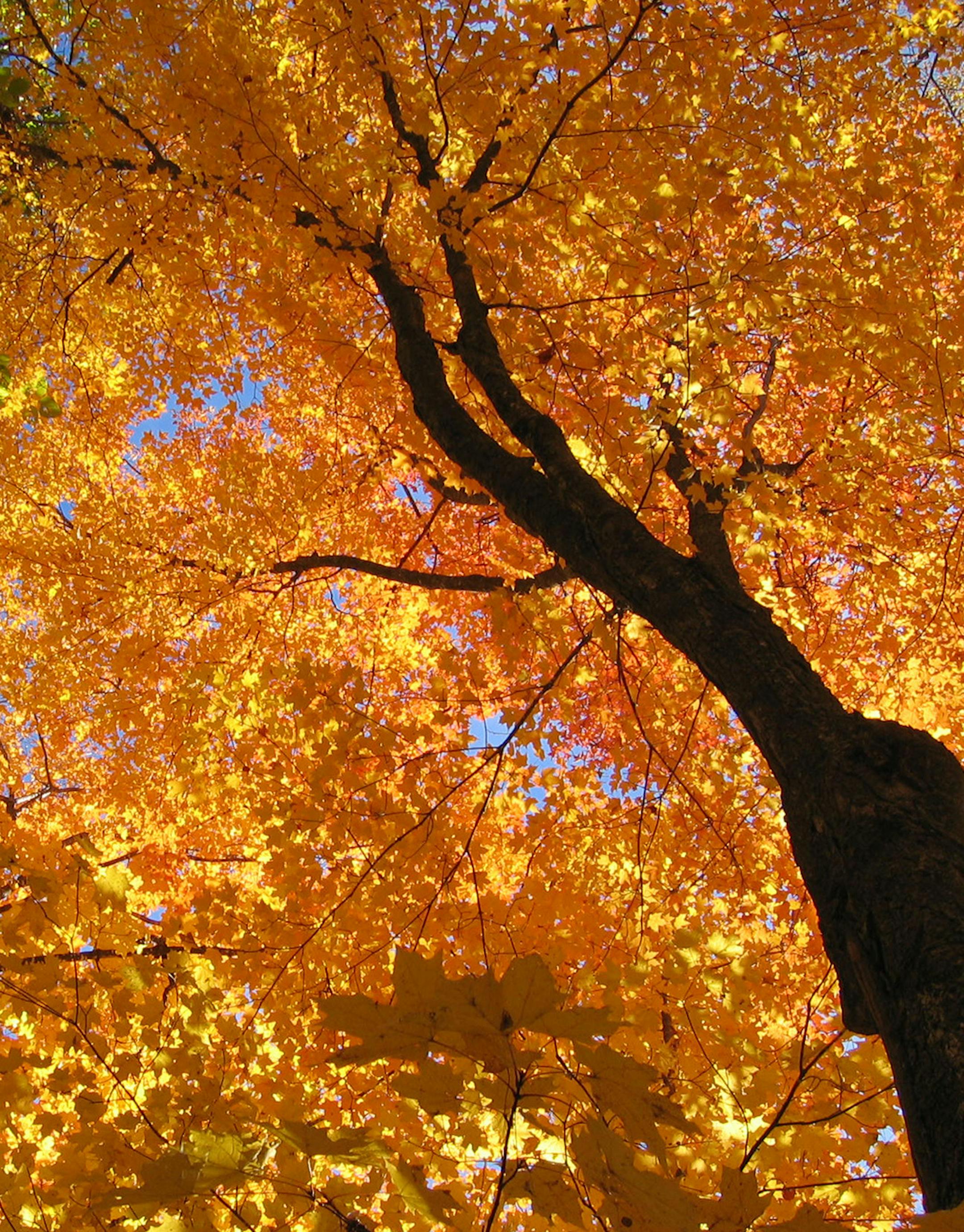 Photographer: Terri Meagher, Burnsville. The photo: Taken on Meagher's property in Longville, Minn., in 2004. "It was the best Fall I can remember for weather and color. Picture perfect! [focus101616