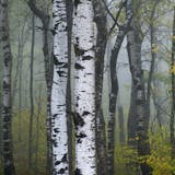 Aspen trees, seen through the eyes of foresters, loggers and hiker/hunters..
brian.peterson@startribune.com
Minnesota, MN
Wednesday, September 11, 2019