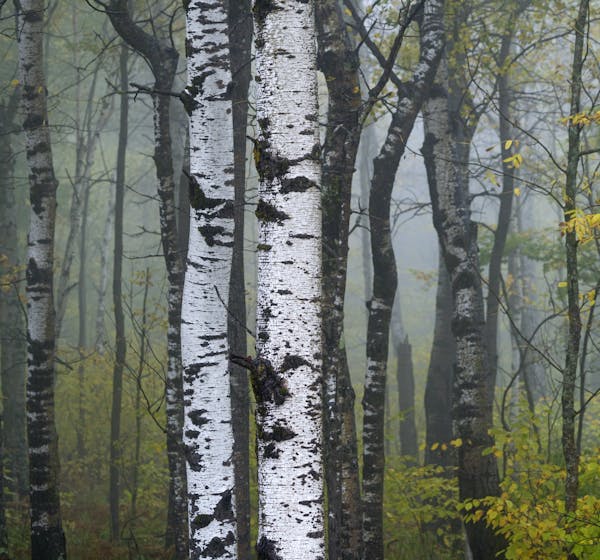 Aspen trees, seen through the eyes of foresters, loggers and hiker/hunters..
brian.peterson@startribune.com
Minnesota, MN
Wednesday, September 11, 201