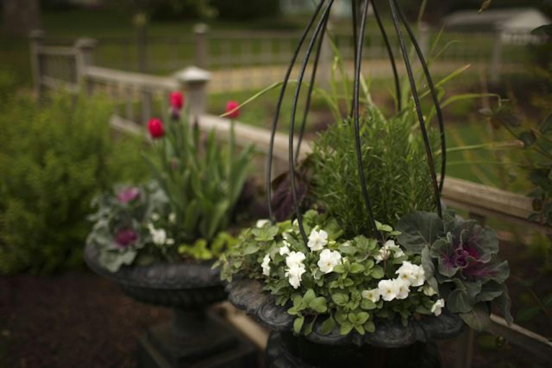 Tom DeGree mixes cabbage, lettuce and lemongrass with the flowers in his urns.