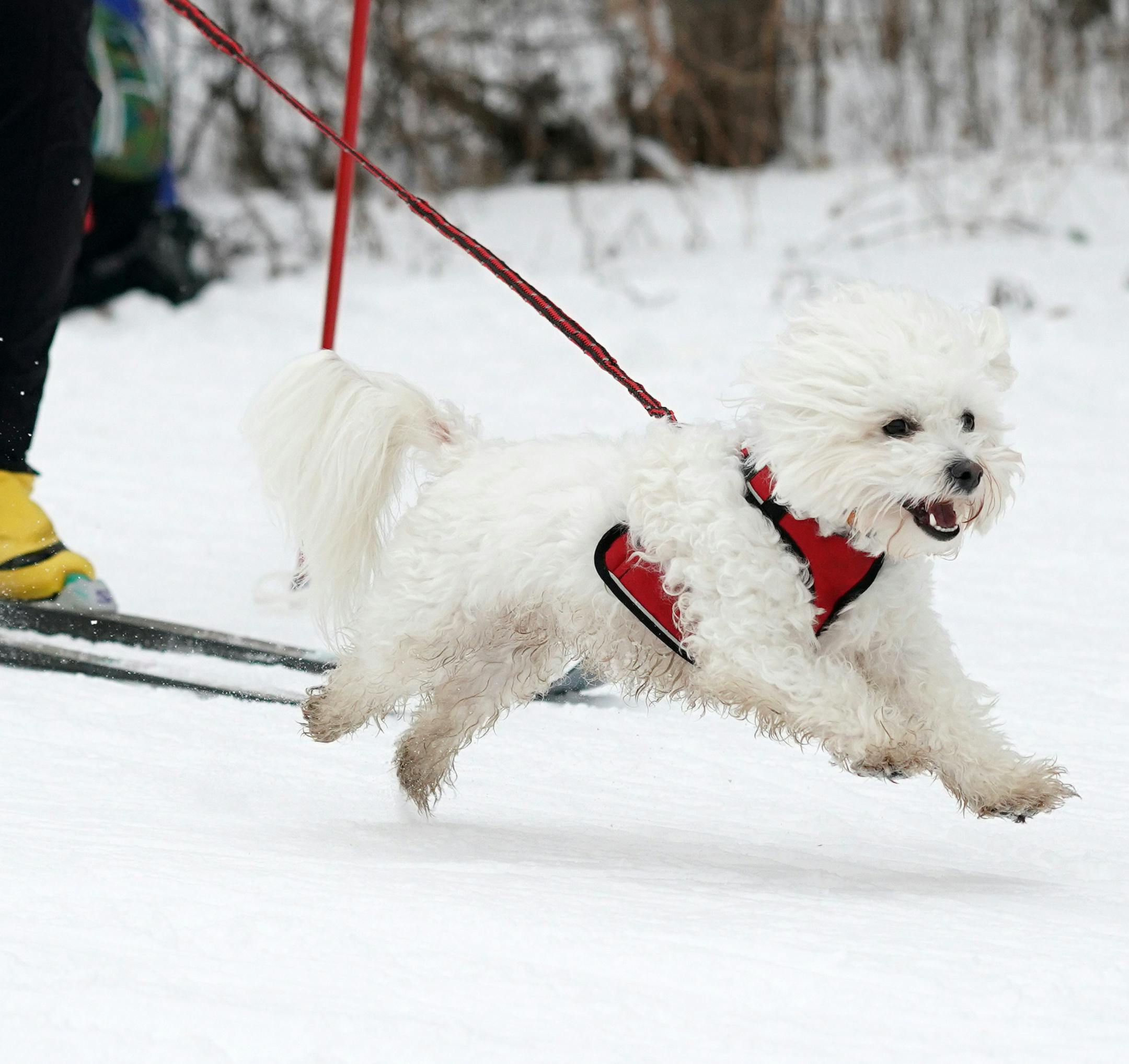 Skijoring teams big and small took off from the starting line during the Chuck & Don’s Skijoring Loppet Saturday. ] ANTHONY SOUFFLE • anthony.souffle@startribune.com Teams of skiers and their dogs took part in the Chuck & Don’s Skijoring Loppet Saturday, Feb. 2, 2019 at Theodore Wirth Park in Golden Valley, Minn. The event featured a 3K, 5K, and 10K race.