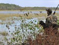 One-time use only. Longtime waterfowlers are convinced there are not as many ducks as we are lead to believe by the experts. Habitat loss is likely th