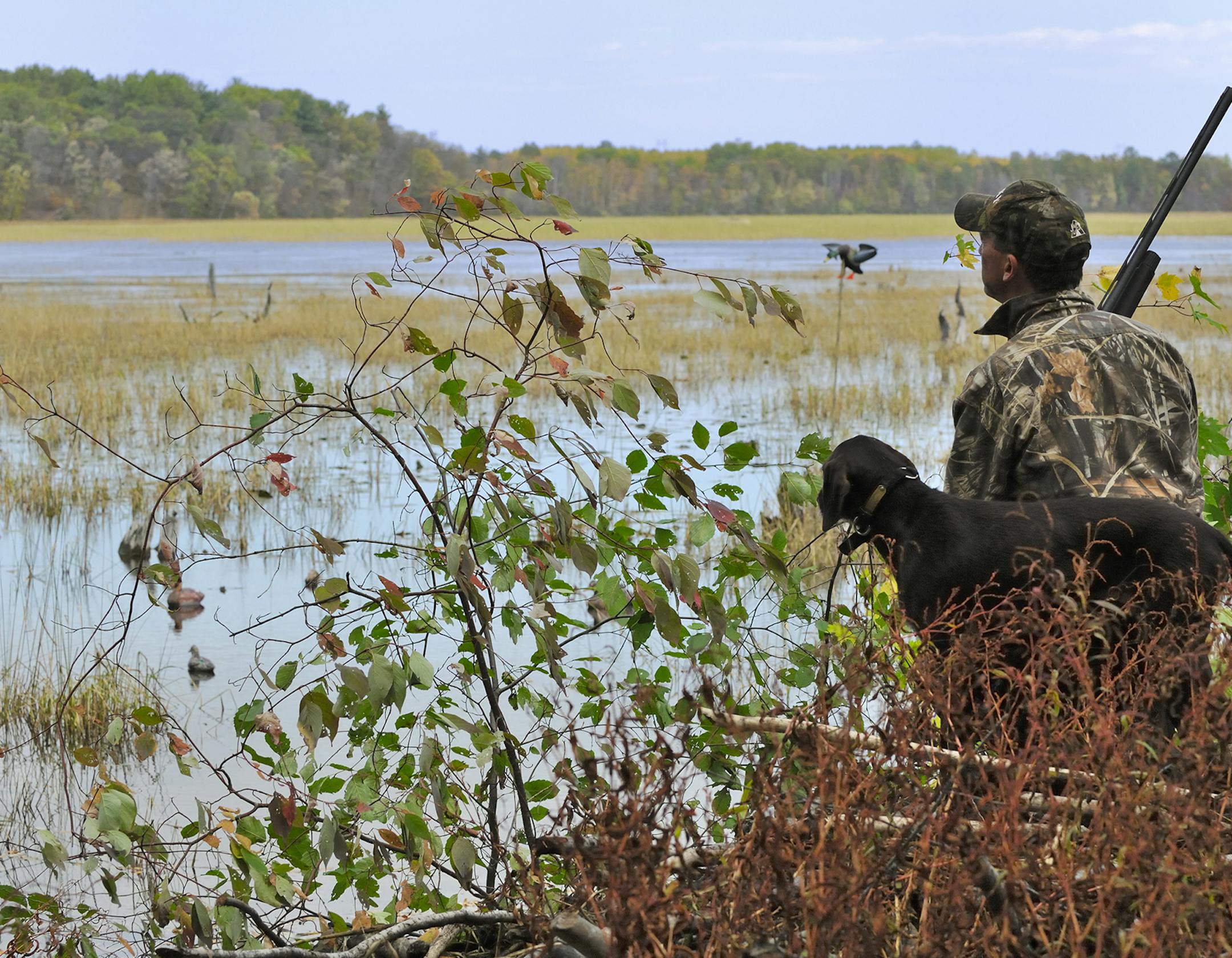 One-time use only. Longtime waterfowlers are convinced there are not as many ducks as we are lead to believe by the experts. Habitat loss is likely the primary reason for depleted duck numbers.