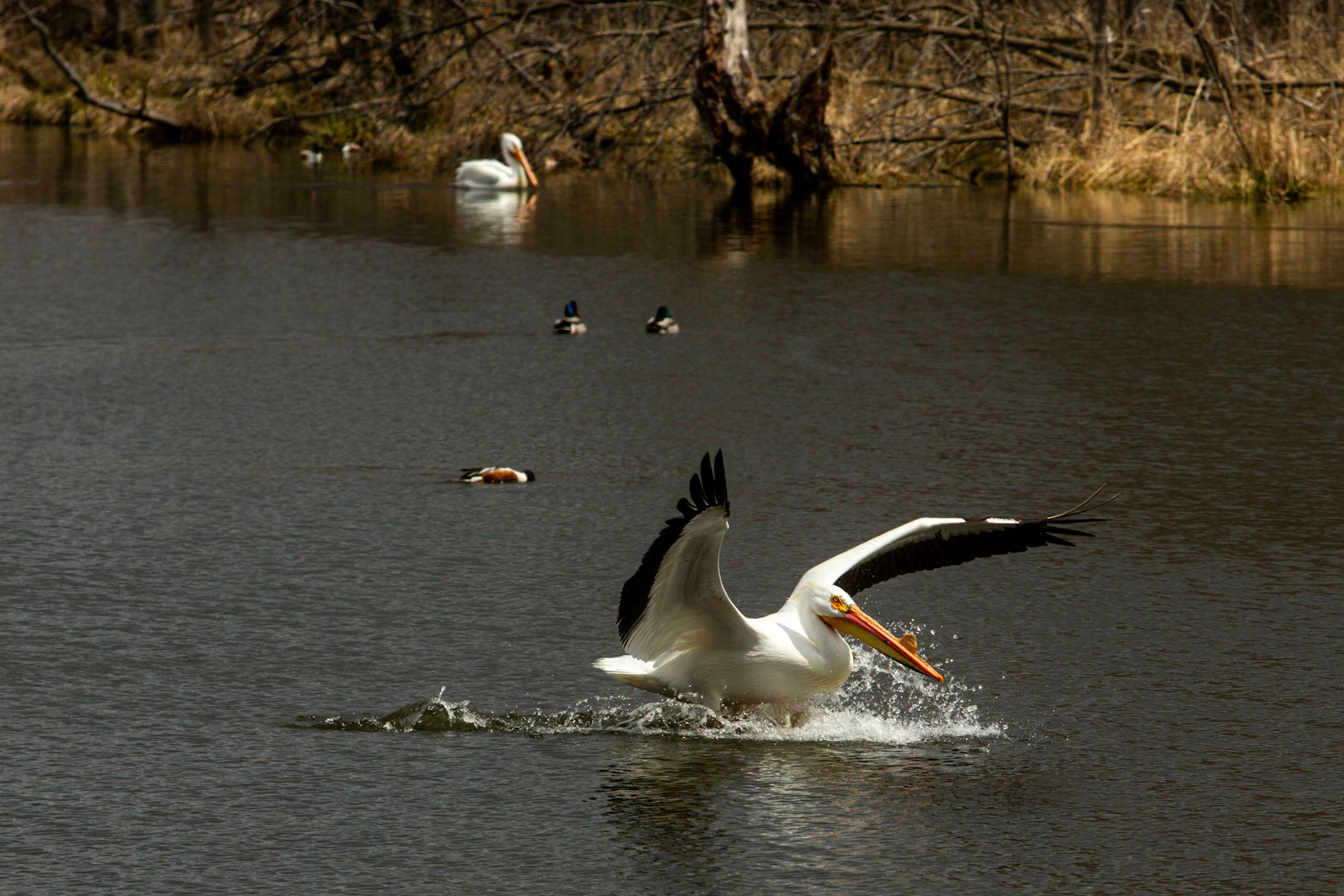 A pelican lands in Keller Lake on Sunday, April 23, 2023 during a period of high spring flooding in Maplewood.