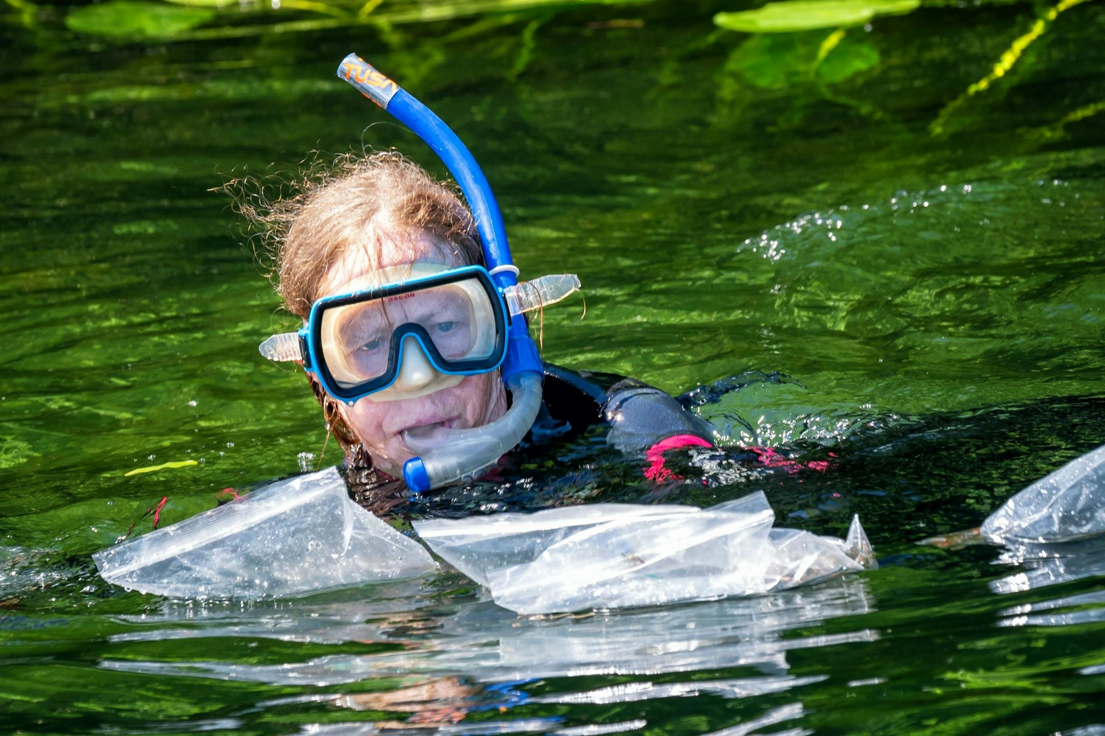 Professor Sallie Sheldon fastened milfoil samples with weevil eggs onto existing milfoil plants in the lake.
