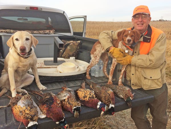 Mike Smith of Cologne, Minn., and his Brittney, Jolie, with a limit of ringnecks he and his hunting partner shot during a South Dakota hunt in late Oc