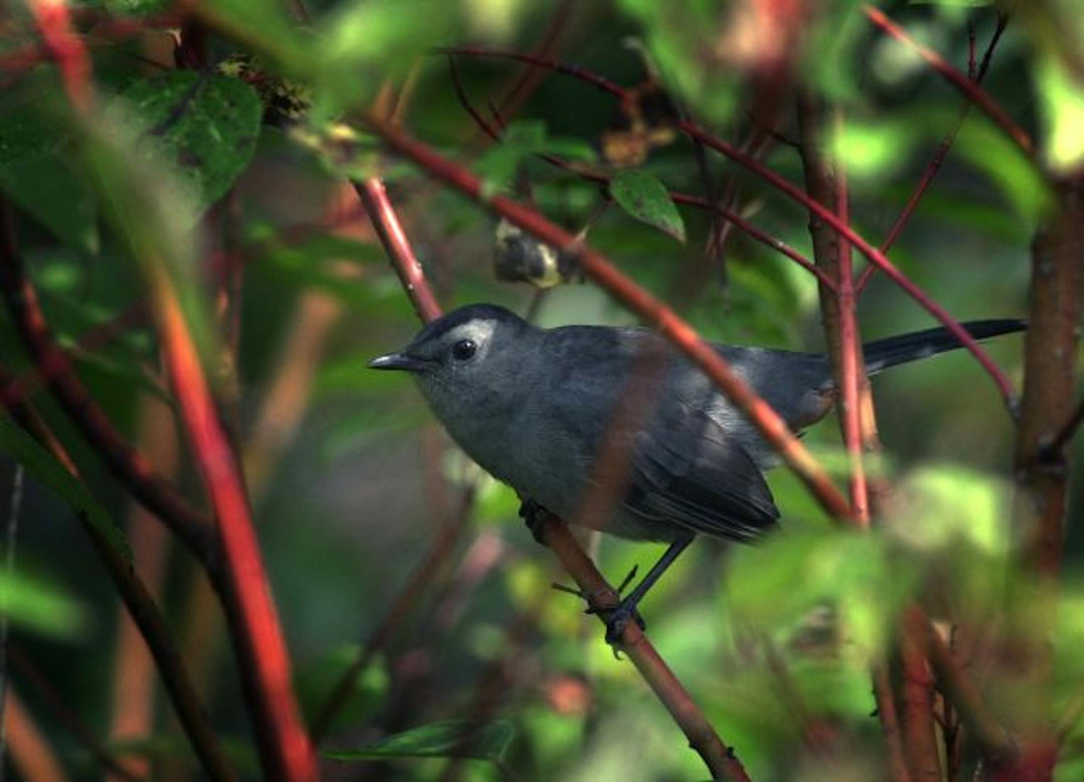 Fall is the time to eat berries and insects and store energy; the singing of songbirds to establish territory and attract mates is long over. Instead, the catbird mews to other catbirds still present in the woodsand wetlands it inhabits.