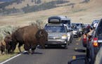 FILE - In this Aug. 3, 2016, file photo, a large bison blocks traffic as tourists take photos of the animals in the Lamar Valley of Yellowstone Nation