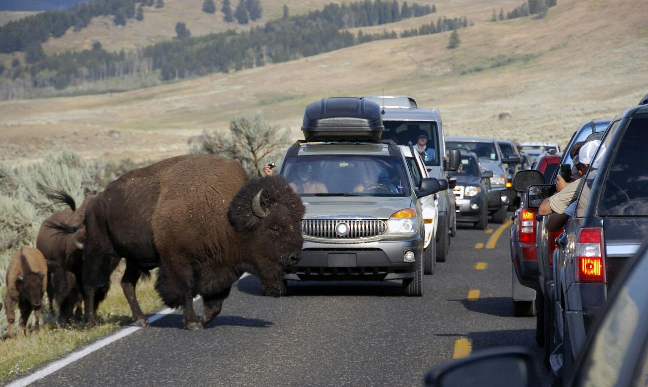 FILE - In this Aug. 3, 2016, file photo, a large bison blocks traffic as tourists take photos of the animals in the Lamar Valley of Yellowstone National Park in Wyo. The National Park Service is floating a proposal to increase entrance fees at 17 of its most popular sites next year. (AP Photo/Matthew Brown, File) ORG XMIT: MIN2017110917472635