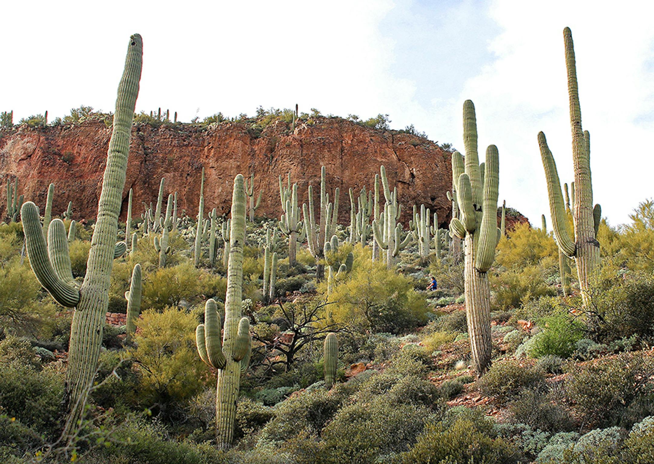 Saguaro cactus dot the landscape along the Apache Trail in Arizona.