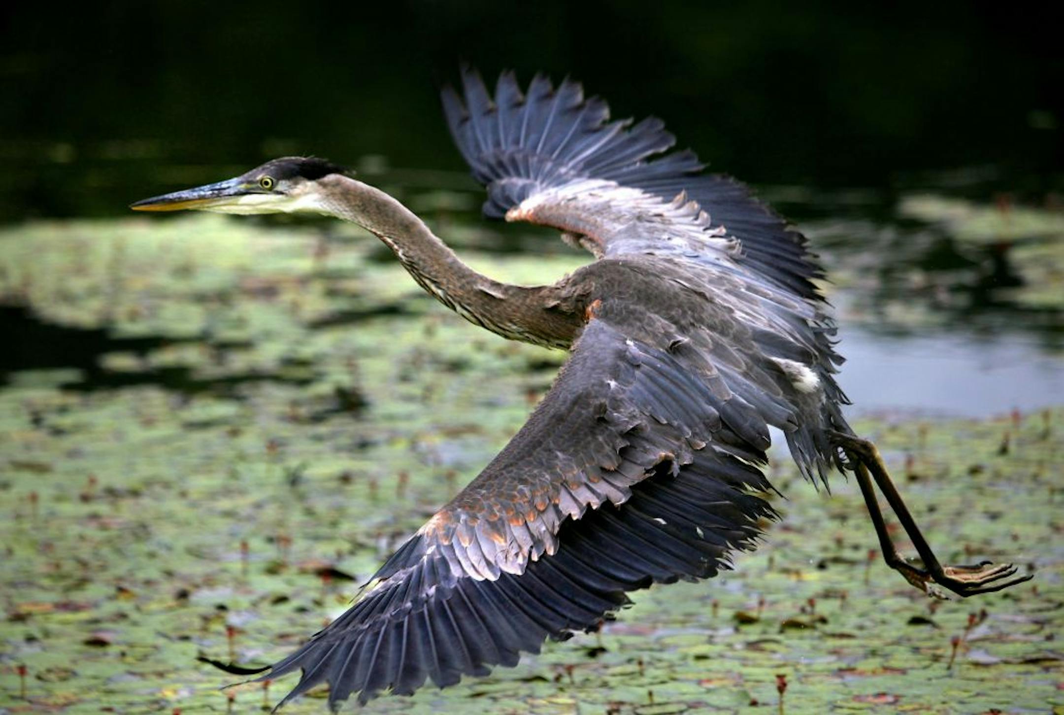 The final two Great Blue Herons who were rescued in late May following the destruction of their rookery by a tornado, were released Tuesday morning on a remote lake in Inver Grove Heights. The heron's were rehabilitated by the staff and volunteers at the Wildlife Rehabilitation Center of Minnesota.