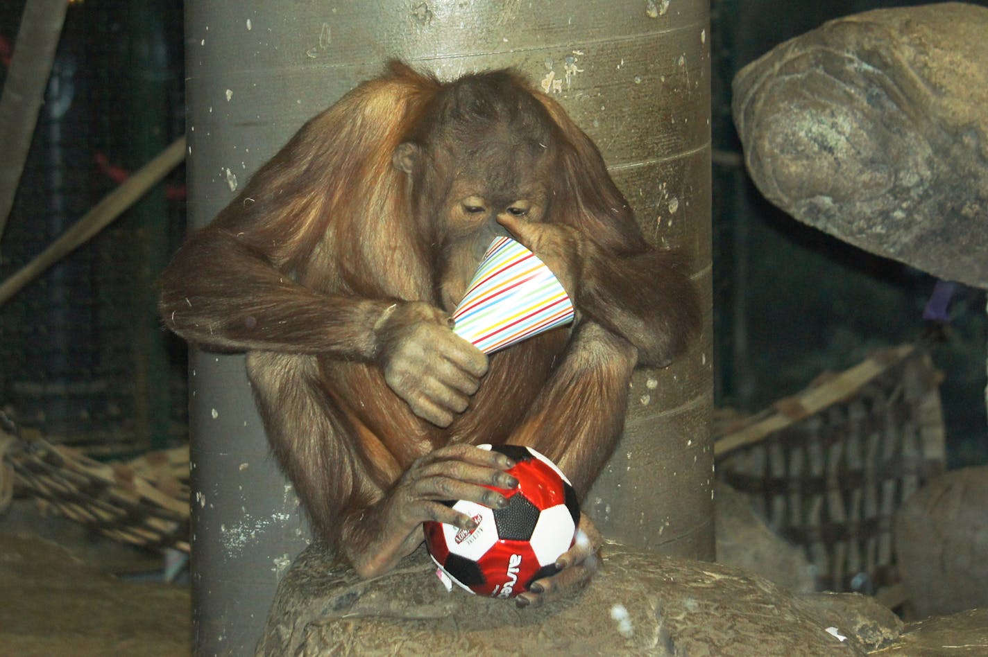 Jaya, an orangutan at the Como Zoo, celebrated his 6th birthday Friday.