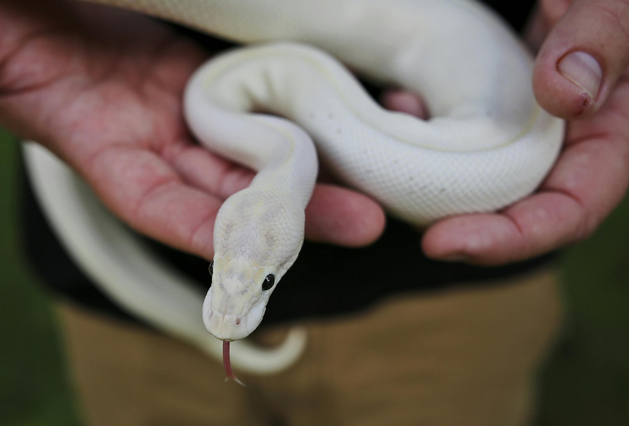 P.J. Suss holds an Ivory Ball Python, left, on August 28, 2015 in Orlando, Fla. Suss raises and breeds ball pythons as a business and doesn't think that a snake can be a service animal. (Jacob Langston/Orlando Sentinel/TNS) ORG XMIT: 1173263