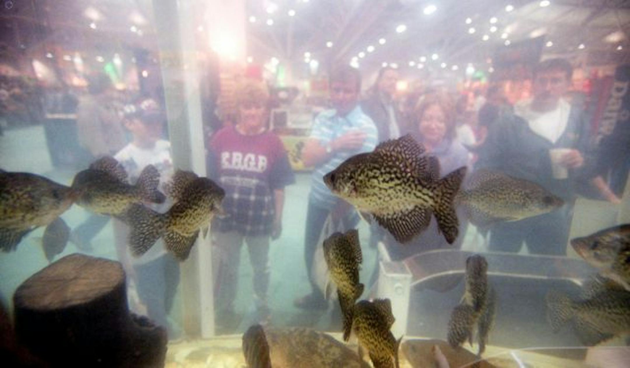 The big tank, this time featuring a school of crappies, commonly draws a crowd at the Northwest Sportshow.