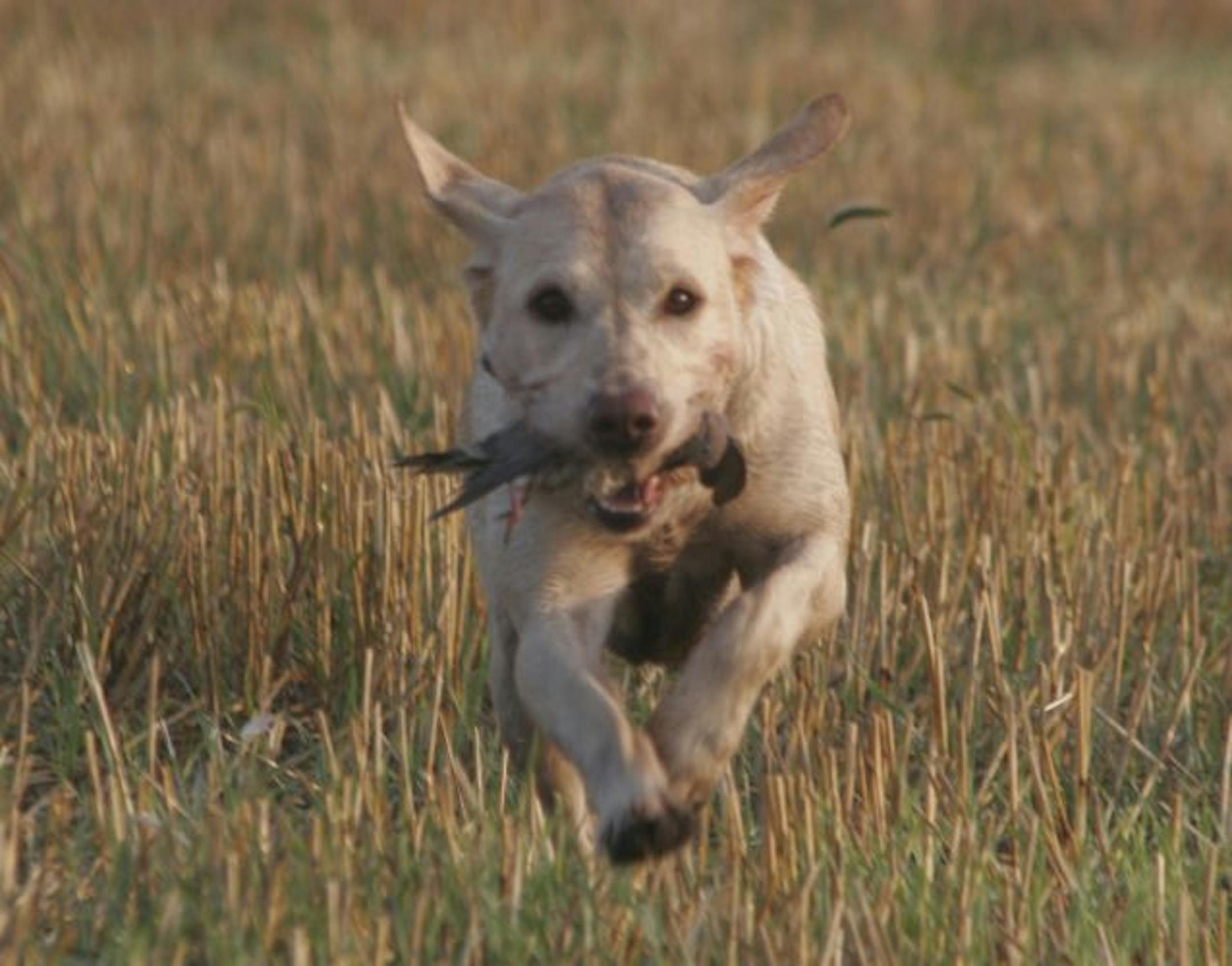Doug Smith/Star Tribune; Sept. 1, 2009, Sacred Heart, Minn. Macy, a yellow lab, retrieves a downed mourning dove during the 2009 dove season opener on Tuesday.