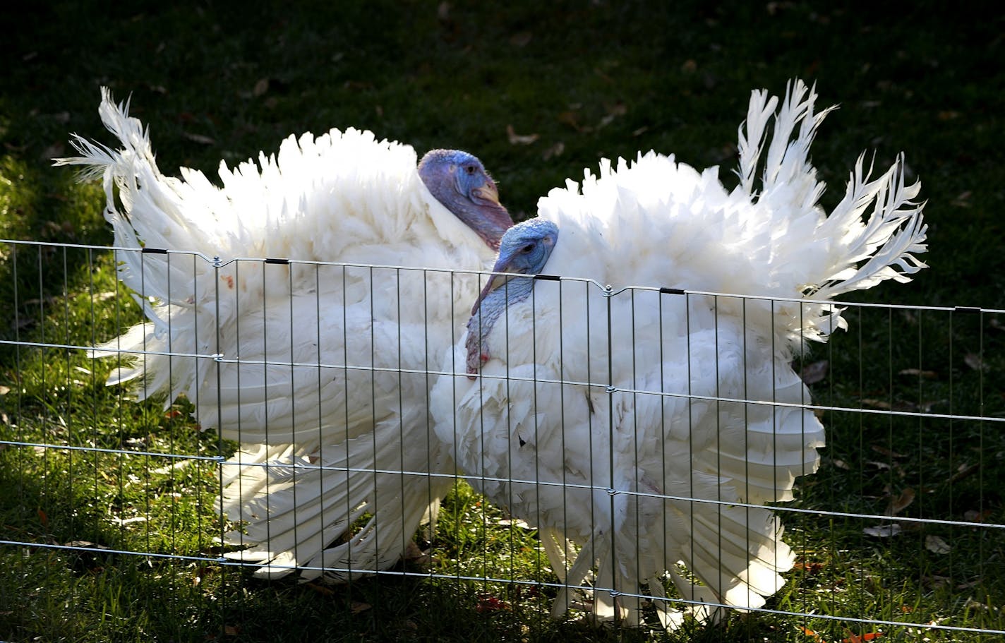 Presenting Patrick Reusse's Turkey of the Year for 2016.