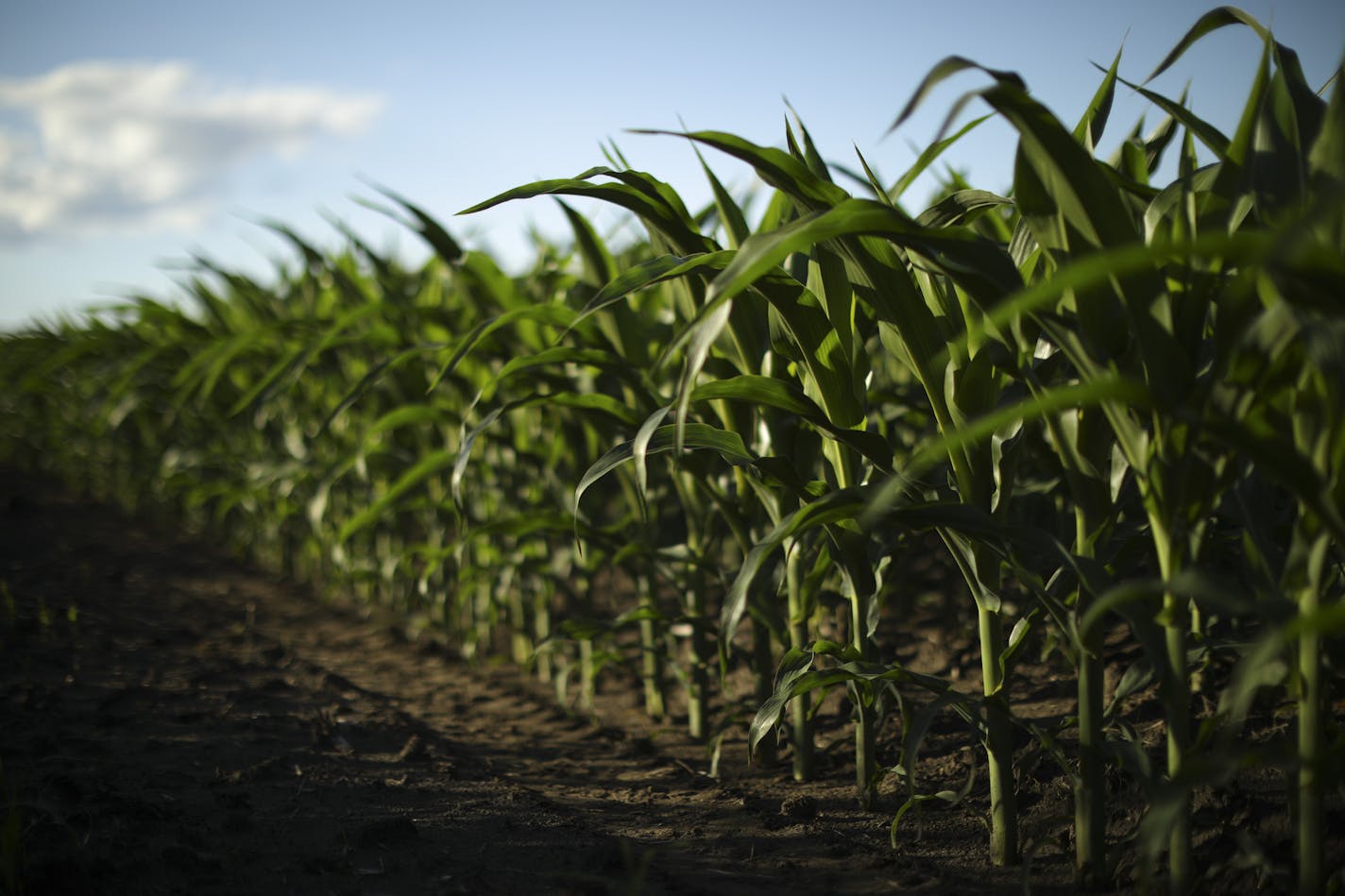 Corn fields on Willard Drysdale's farm in rural Kellogg. (JEFF WHEELER/Star Tribune file photo)