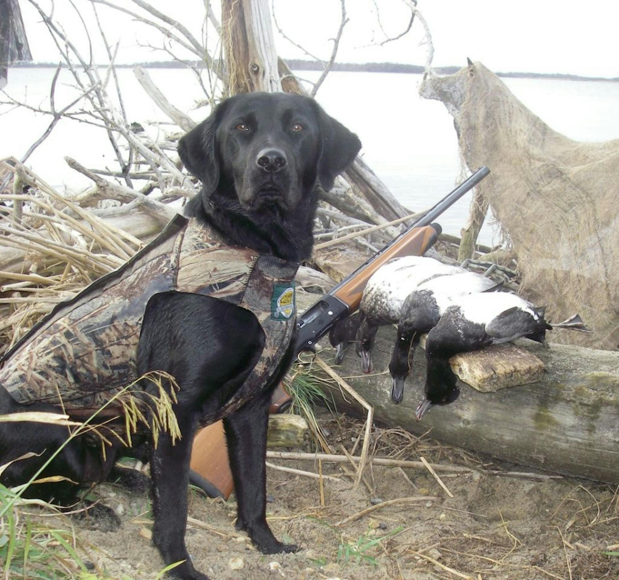 <h3>When Knute ducked death</h3><p><b>Knute, by Fred Soucie of Coon Rapids</b></p>
<p>This good old dog is not going to die. One way or another, I just won't watch Knute drown. "Keep swimming, Knute!" "You can do it, Knute!"</p> <p>It's a gray, cold and blustery day in North Dakota. The water is frigid. What started as a great retrieve of a bluebill by this magnificent, grizzled and gray 11-year-old black Lab has turned into a nightmare. Knute had maneuvered through our decoy spread and picked u