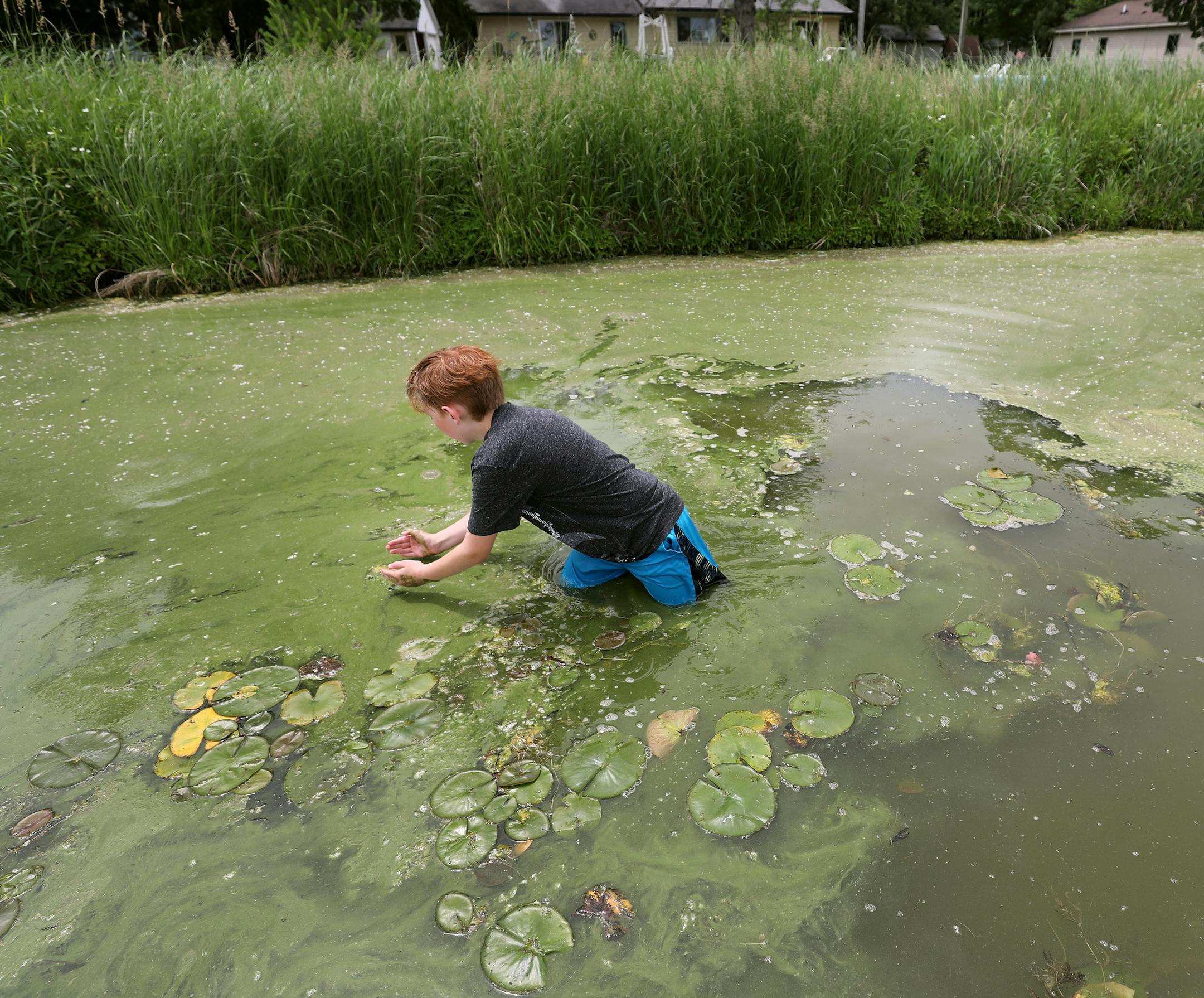 Algae makes for a deterrent to swim and recreate in the water at Little Rock Lake, except if you're like Evan Trompeter, 11, who lives on the Benton County Lake.