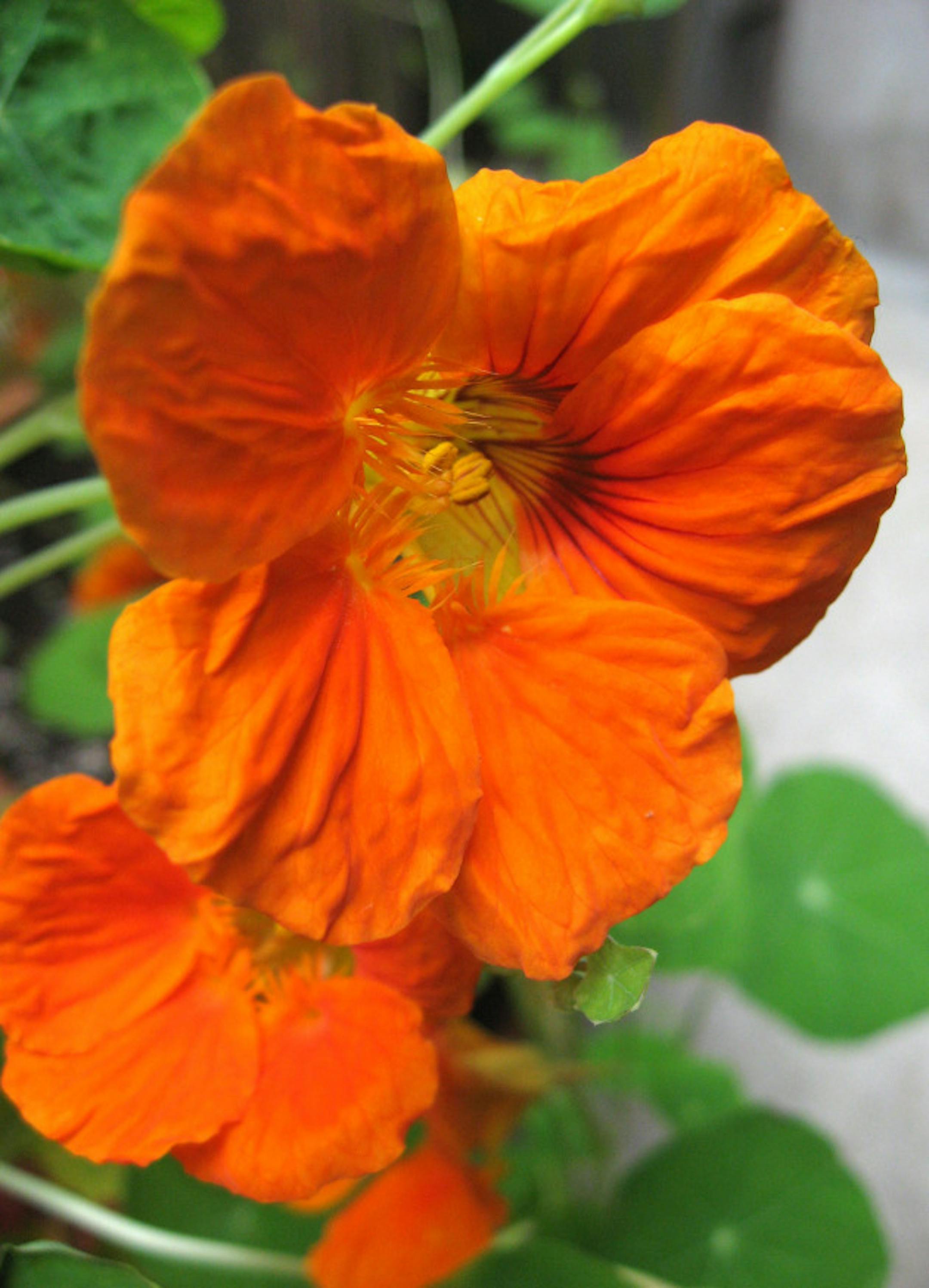 For the annual Hanging Nasturtium display, the vines reach 15, 20 or even 25 feet long and cascade from the four corners of the Isabella Stewart Gardner Museum in Boston. (Diane Stoneback/Allentown Morning Call/MCT)