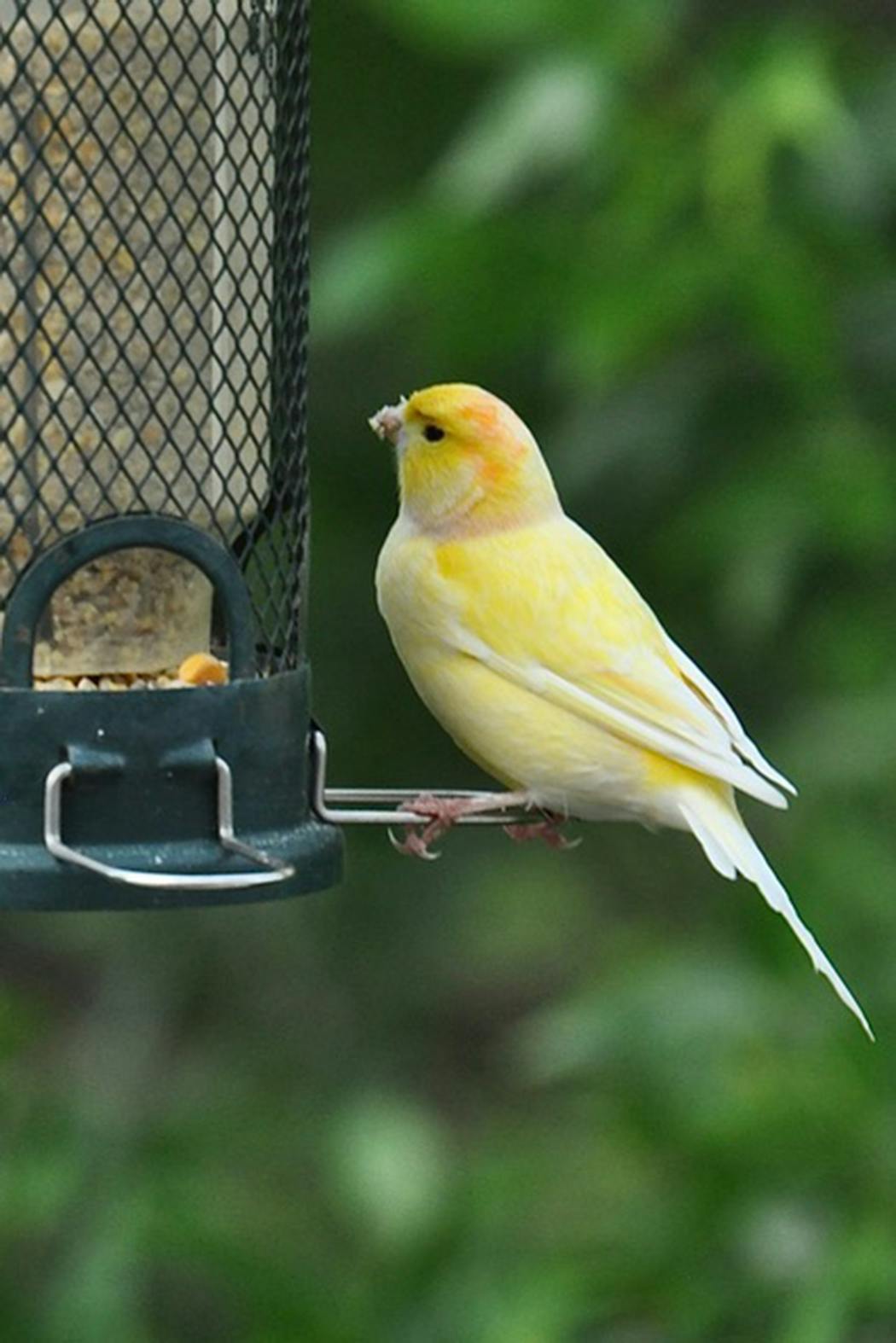 An escaped canary enjoys a seed mix. 