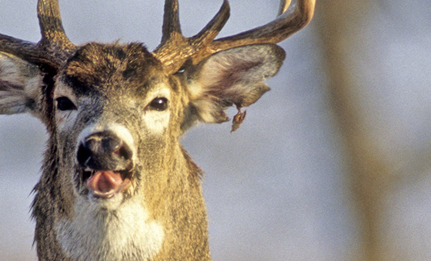 DO NOT USE! ONE-TIME USE WILL BILL MARCHEL COPY ONLY! Photo by Bill Marchel.The author heard two bucks fighting and arrived on the scene only to see this monarch chasing the other buck away. Then the author rattled antlers to lure this already exhausted combatant into camera range. Note his freshly torn left ear.