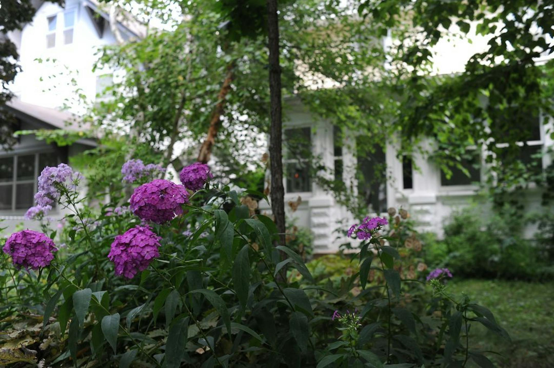 Learn about a no-mow lawn at the Horticultural Society.