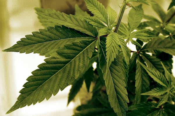 Marijuana plants grow at LifeLine Labs in Cottage Grove.