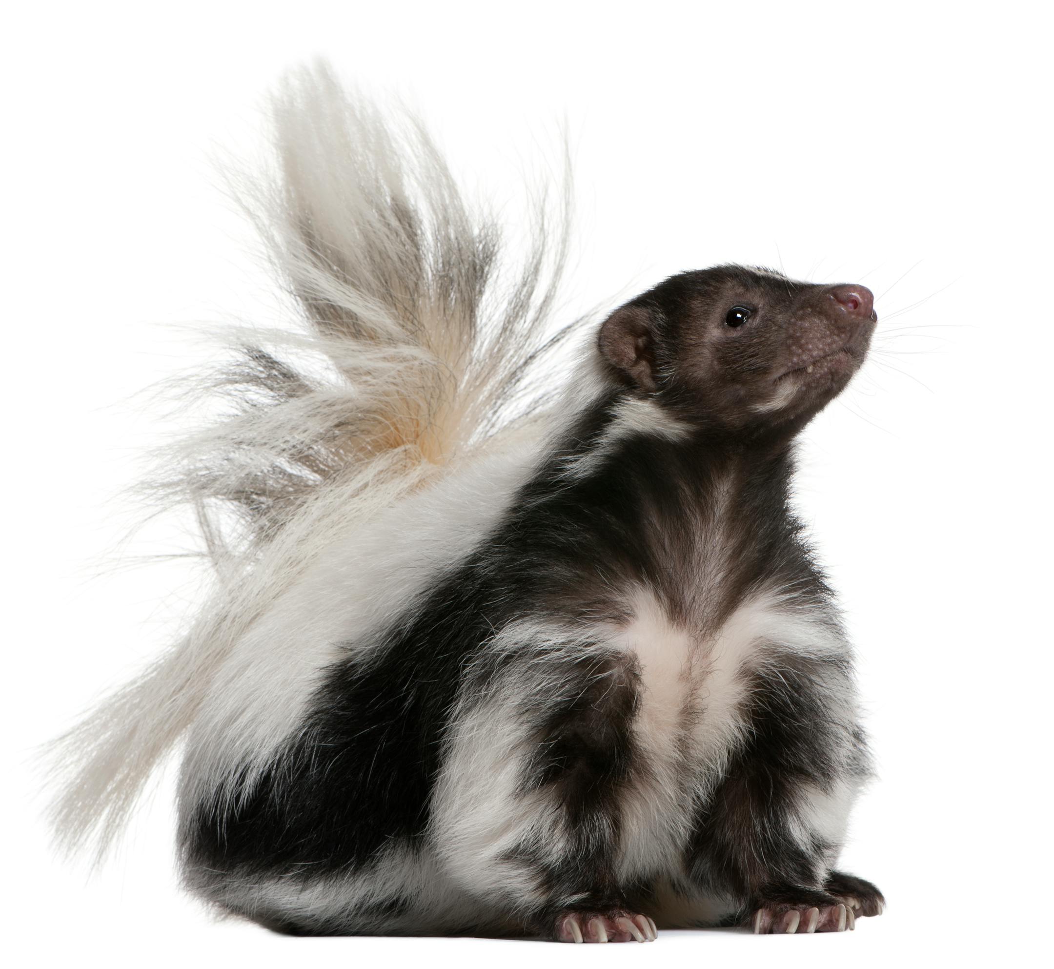 Striped Skunk, Mephitis Mephitis, 5 years old, sitting in front of white background