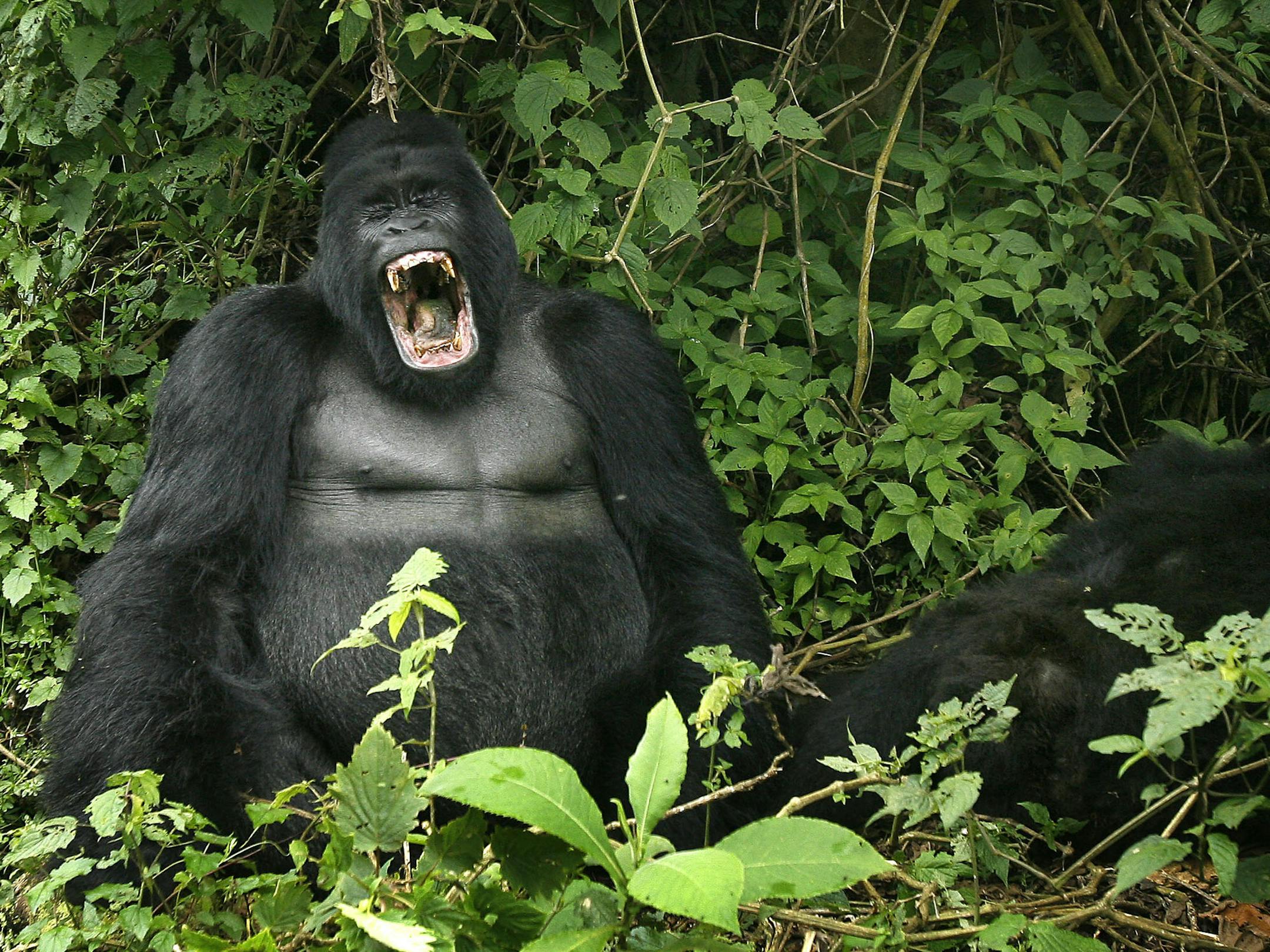 FILE - In this Tuesday, Nov. 25, 2008 file photo a silverback mountain gorilla is seen in the Virunga National Park, near the Uganda border in eastern Congo. Park rangers in eastern Congo hope to begin searching this week for dozens of mountain gorillas who have not been seen since rebels took control of an area where the critically endangered primates live, officials said Tuesday, July 24, 2012. (AP Photo/Jerome Delay, File)