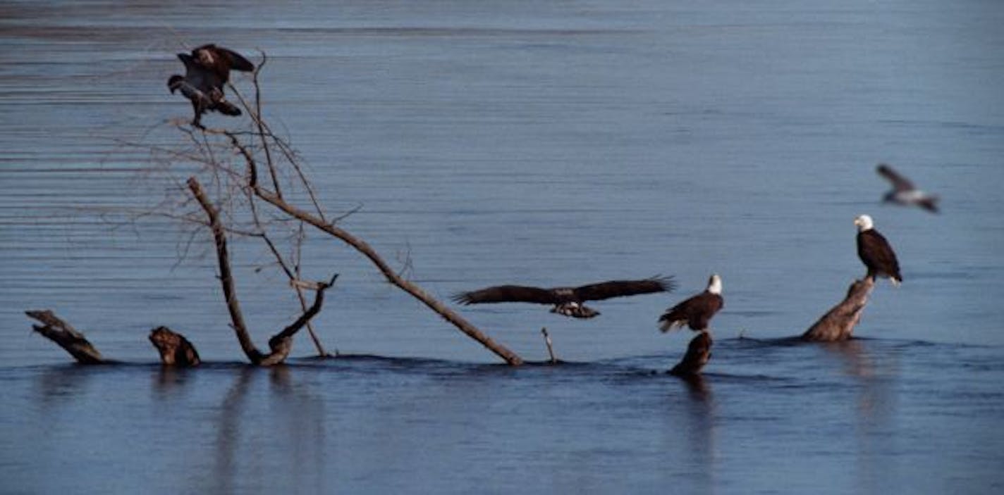 Eagles take advantage of the open stretches of water on the Mississippi River near Wabasha.