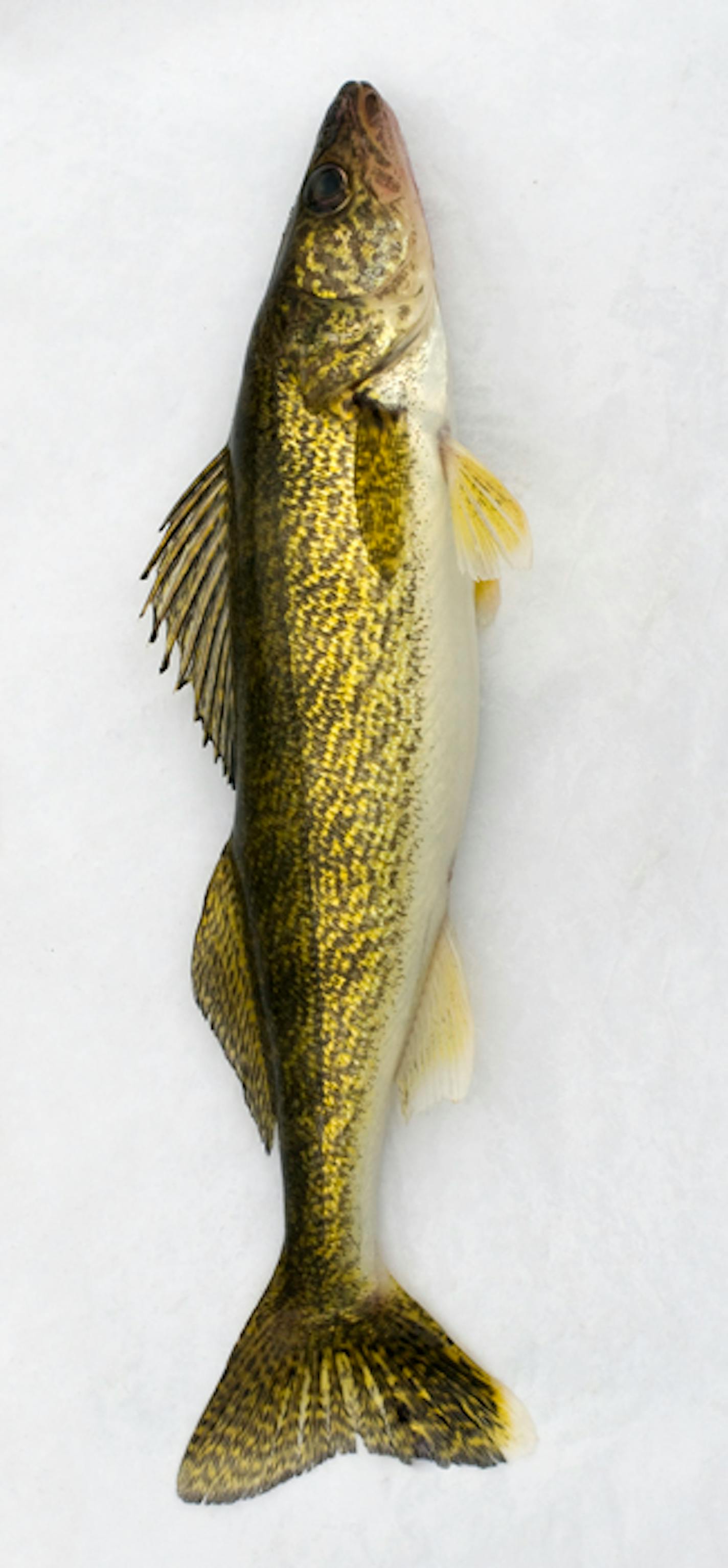 Fresh Minnesota walleye now available.