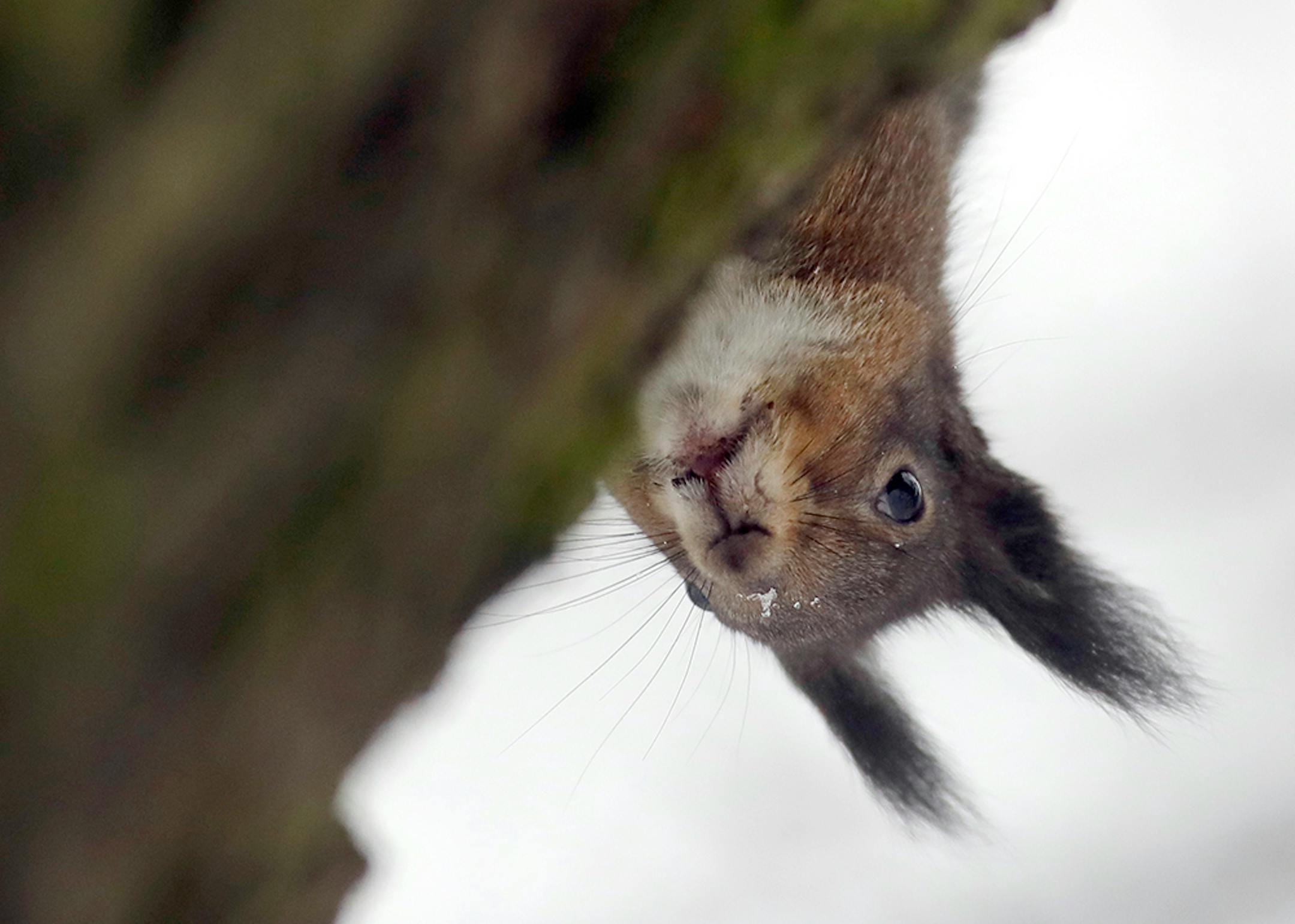 Sitting on a branch a squirrel looks down from a tree.