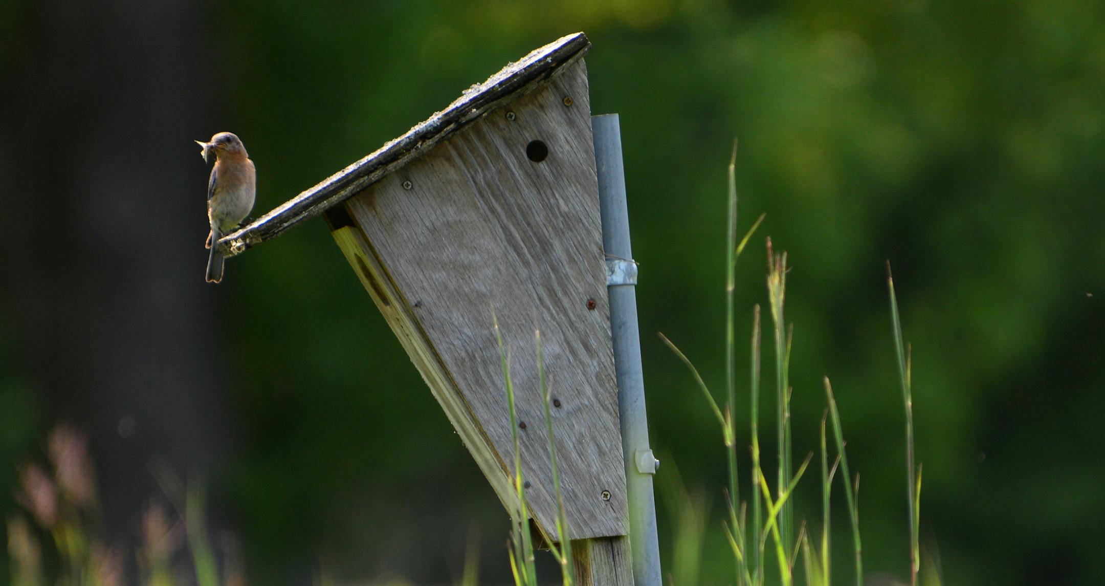 Flint Hills Resources, facilities manager Don Kern has been monitoring the bluebird boxes on restored native habitat along the Mississippi River. They anticipate 50 hatchlings this year. A female bluebird lands on a box before feeding the 4 chicks in side. ]A bluebird sighting was becoming a rarity 35 years ago when 11 alarmed people created the Bluebird Recovery of Minnesota. They built and hung birdhouses and the first year they reported 22 hatchlings. Last year the group recorded more than 20