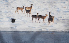 It's been shotguns and muzzleloaders only for deer hunters since 1942 south of a line from Moorhead to Taylors Falls.