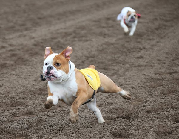 Chesty an English Bulldog dashed to his owner Jenny Price during the fourth annual Running of the Bulldogs, at Canterbury Park Monday 29, 2017 in Shak