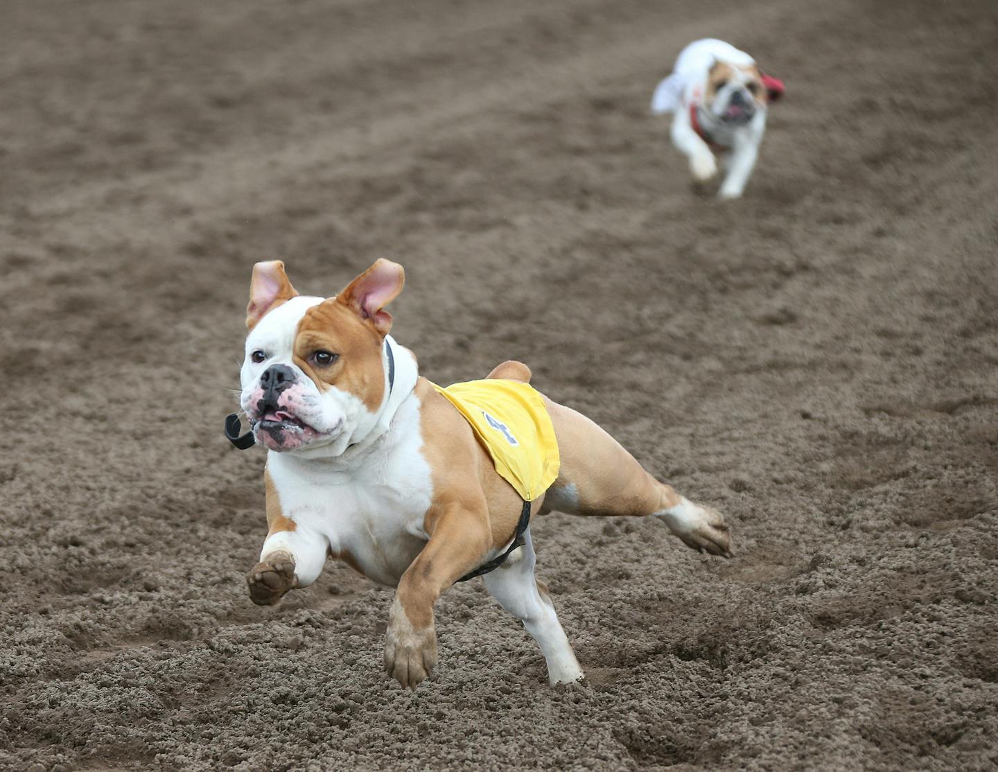 Chesty an English Bulldog dashed to his owner Jenny Price during the fourth annual Running of the Bulldogs, at Canterbury Park Monday 29, 2017 in Shakopee, MN. ] JERRY HOLT &#xef; jerry.holt@startribune.com