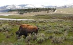 Yellowstone National Park is home to the descendents of about 200 American bison that were saved from the slaughter that decimated the species in the 