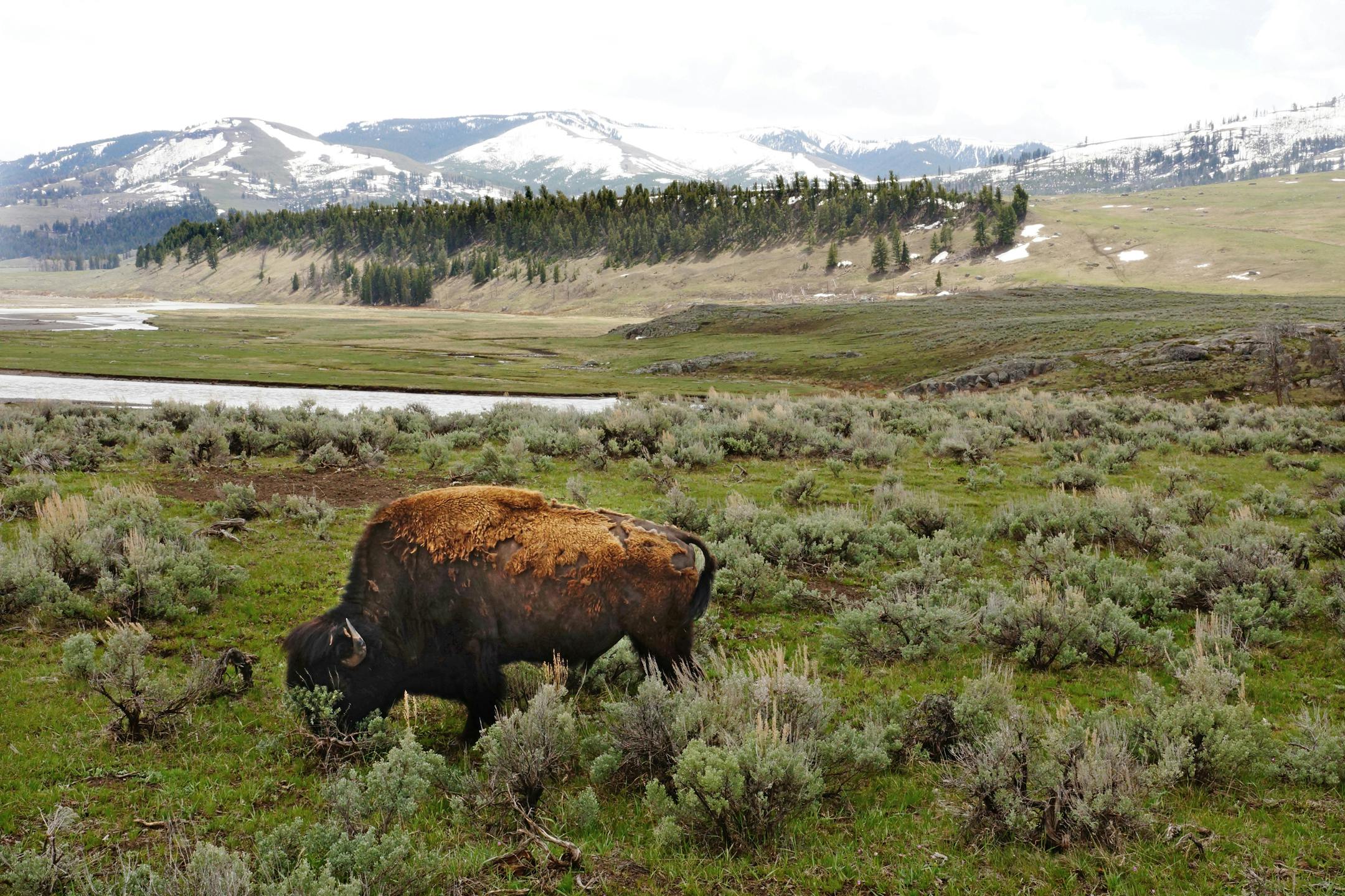 Yellowstone National Park is home to the descendents of about 200 American bison that were saved from the slaughter that decimated the species in the late 1800's. Now numbering at about 3,000, they are wild animals and have free range of the park.