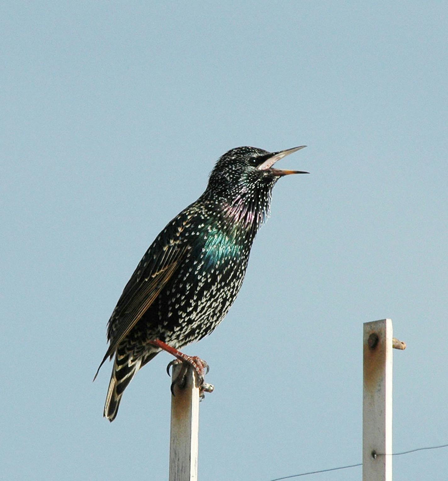 Starling credit: Jim Williams