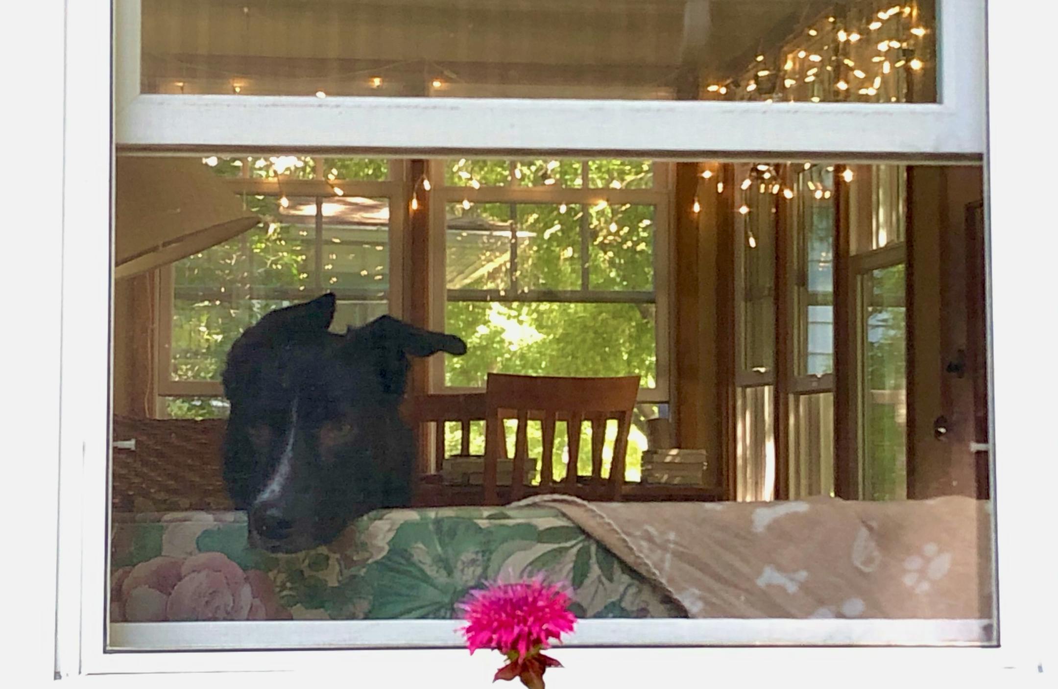 Angus kept watch for hours from the window as the bunny ate the plants in our side yard garden.