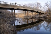 A ark visitor leans over a bridge leading to Pike Island to look for beavers Wednesday, Nov. 22, 2023, at Fort Snelling State Park in St. Paul, Minn. 