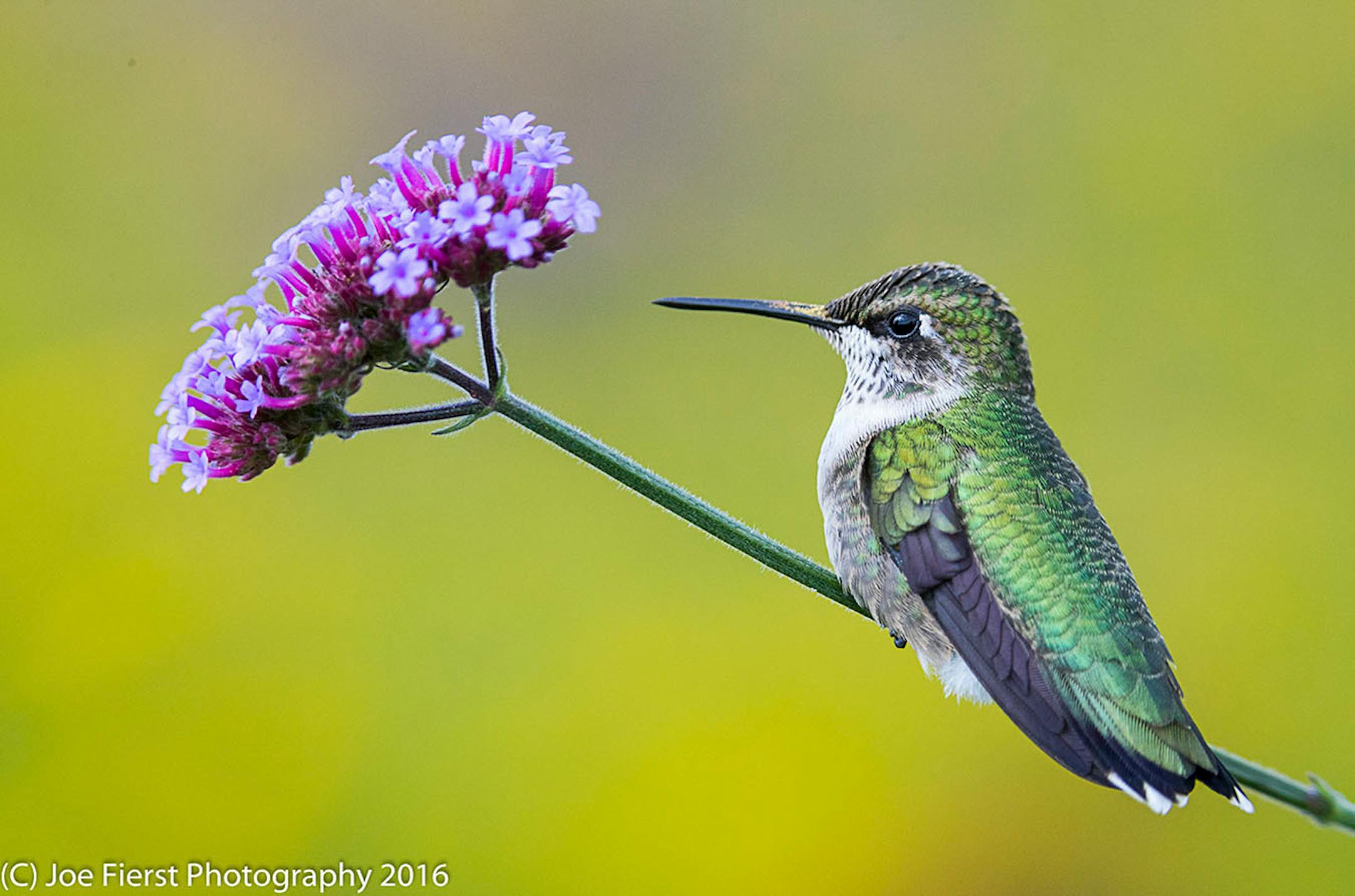 Longfellow Gardens, with its varied perennials and annuals attract Hummingbird. Photo by Joe Fierst