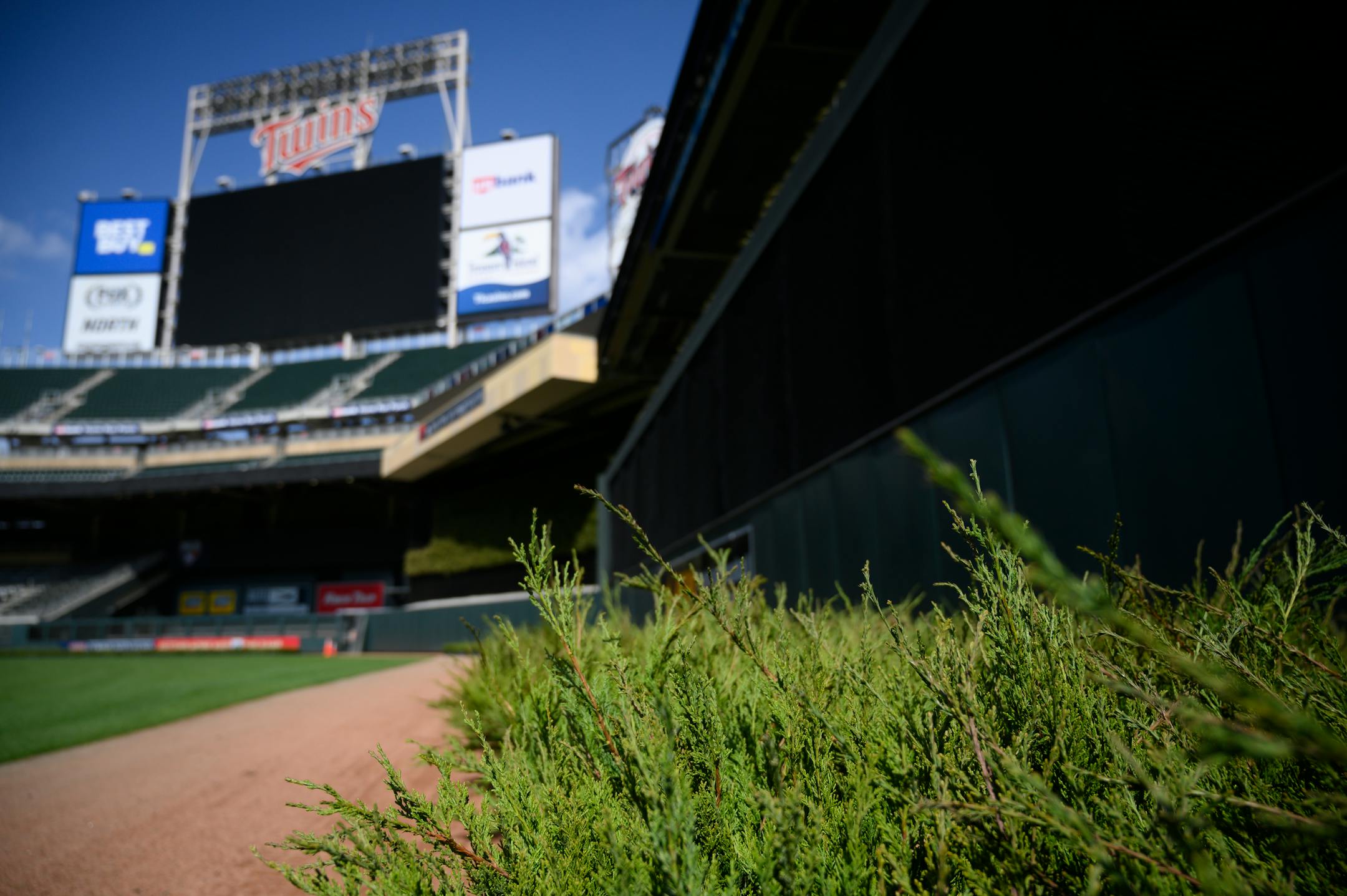 New juniper plants for the batters eye were laid out on the warning track to get sun Friday afternoon at Target Field.